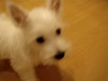 momo０歳