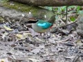 ヤイロチョウ