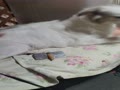 VID_20250615_072935 - Trim.mp4 VID_20250615_072935 - Trim.mp4