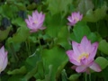 夢前蓮の花苑.MOV 夢前蓮の花苑.MOV