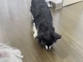 カリカリも食べられます カリカリも食べられます
